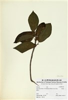 藏品(牛乳榕)的圖片